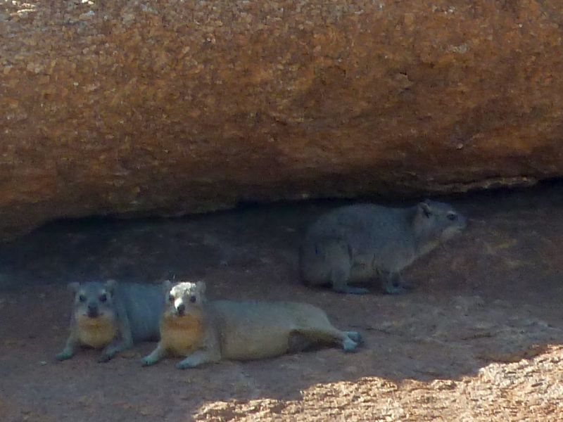 damans Spitzkoppe FP.jpg - Damans des rochers